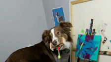 Psí malíř