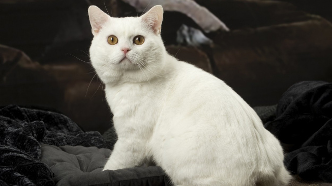 Kočka, která nemá ocas: Skvělý lovec a mazel