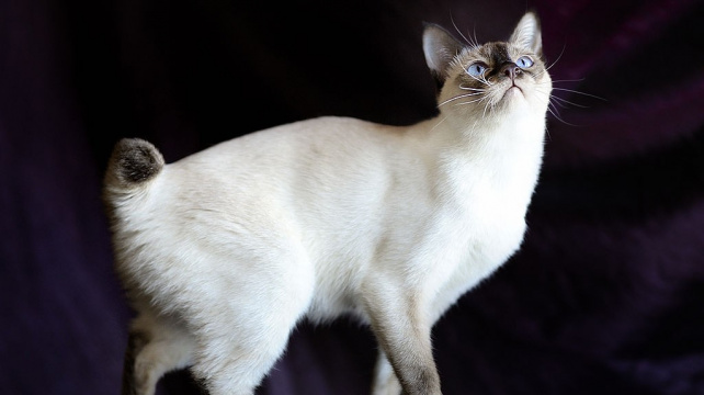 Mekong bobtail – ruská kočka s jihoasijským jménem