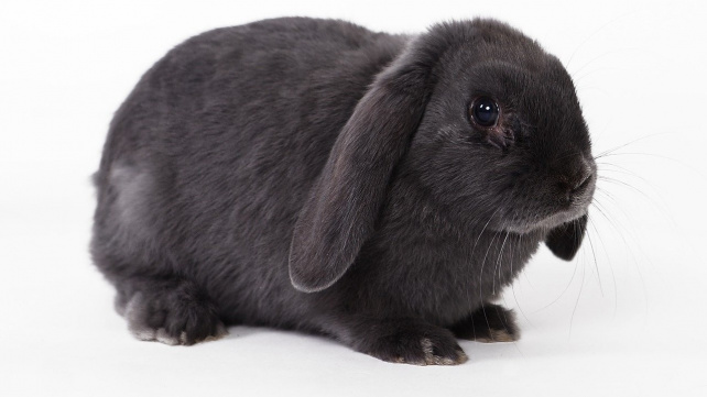 Když králík pláče