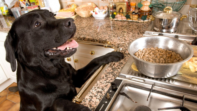 Proč se psi vrhají na každé jídlo, jako by týden nejedli?
