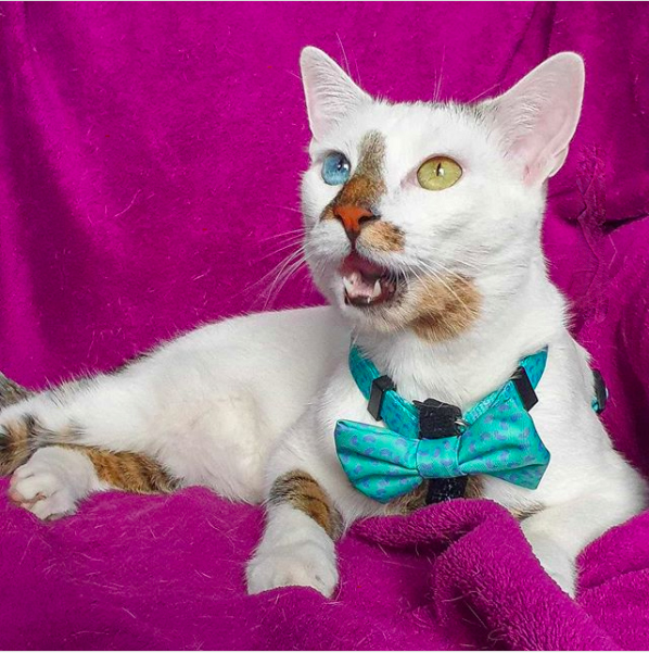 Kočičí hvězda Bowie