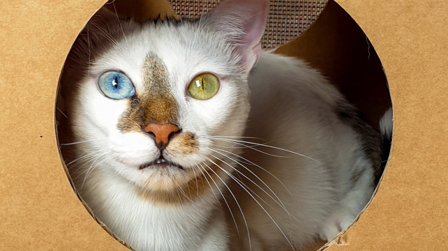 Má každé oko jiné, jmenuje se Bowie a internet ho miluje