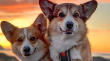 Cestující corgi