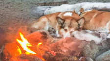 Cestující corgi
