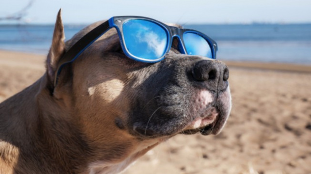 Top destinace kam vyrazit na dovolenou se zvířecím mazlíčkem