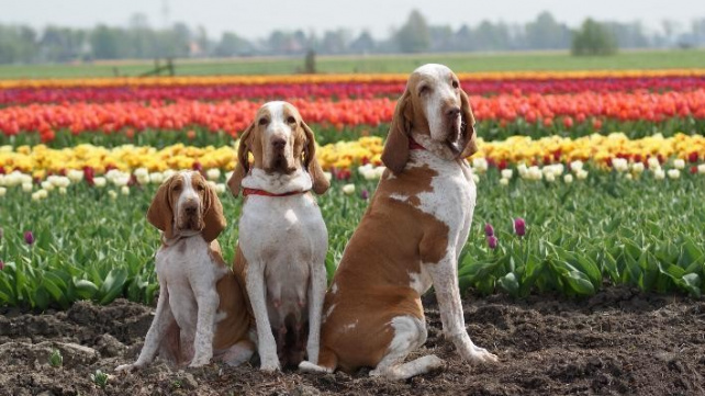 Italský ohař miluje pohyb a děti, hlídače z něj ale neuděláte