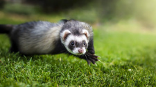 ferret-4534480_1920