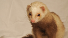 ferret-1970169_1920