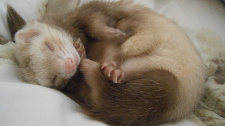 ferret-660546_1920