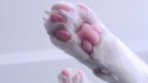 Kočka s šesti prsty