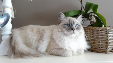 cat-1726023_1920
