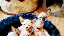 sphynx-5271720_1920