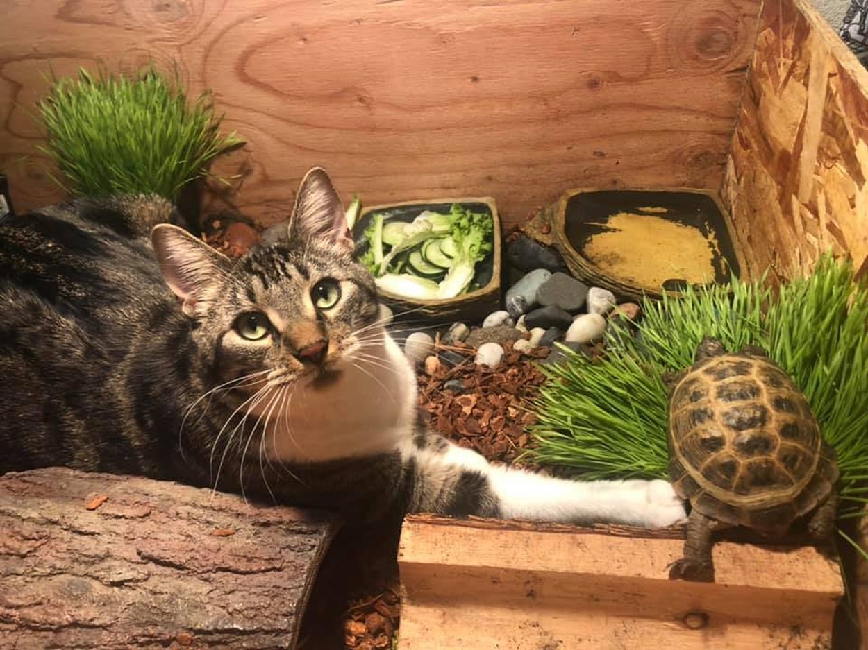 Přátelství kočky a želvy