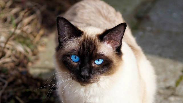 Siamská kočka, elegantní královna (nejen) mezi asijskými kočkami