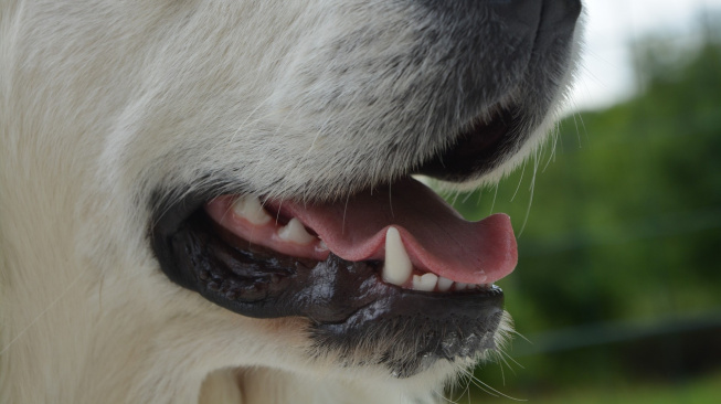 Je váš pes zdravý? Napoví barva jeho dásní