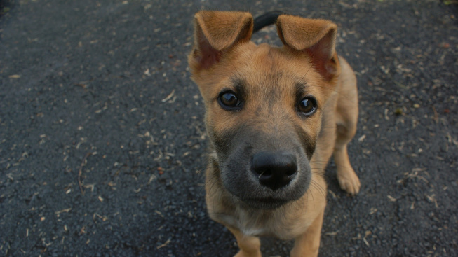 Řeč psího těla: Co znamenají stažené uši, přivření očí či 'úsměv'