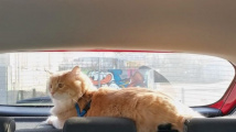 Kočičí cestovatelka