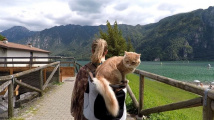 Kočičí cestovatelka