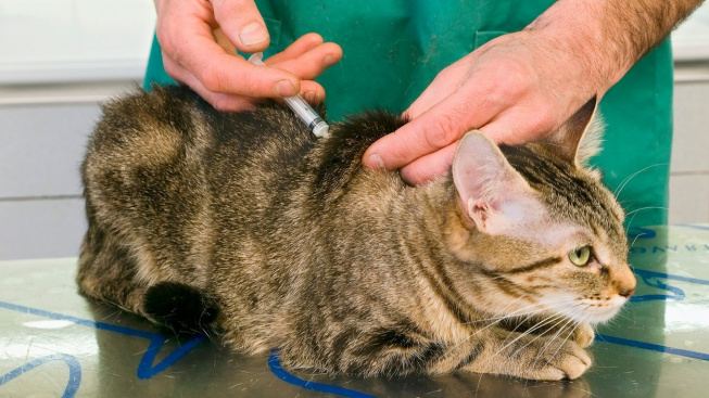 Nemoci koček: Musím očkovat a proti čemu?