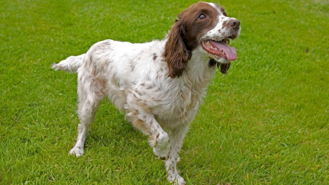 Řeč psího těla: Vrtění ocasu a zalehnutí páníčka neznamenají jen radost a lásku
