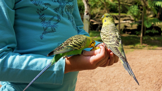 Nejvhodnější ptáci a papoušci k dětem