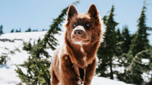 Pes, nebo vlk? Rozkošné štěně mate okolí