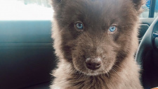 Hnědý husky