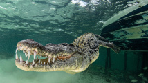 Focení s krokodýlem