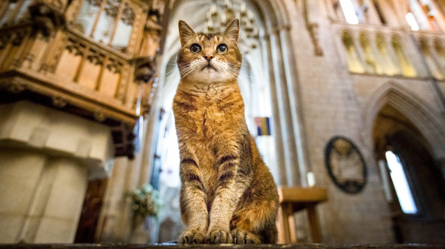 Doorkins Magnificat – kostelní kočka, která se dočkala vzpomínkové mše