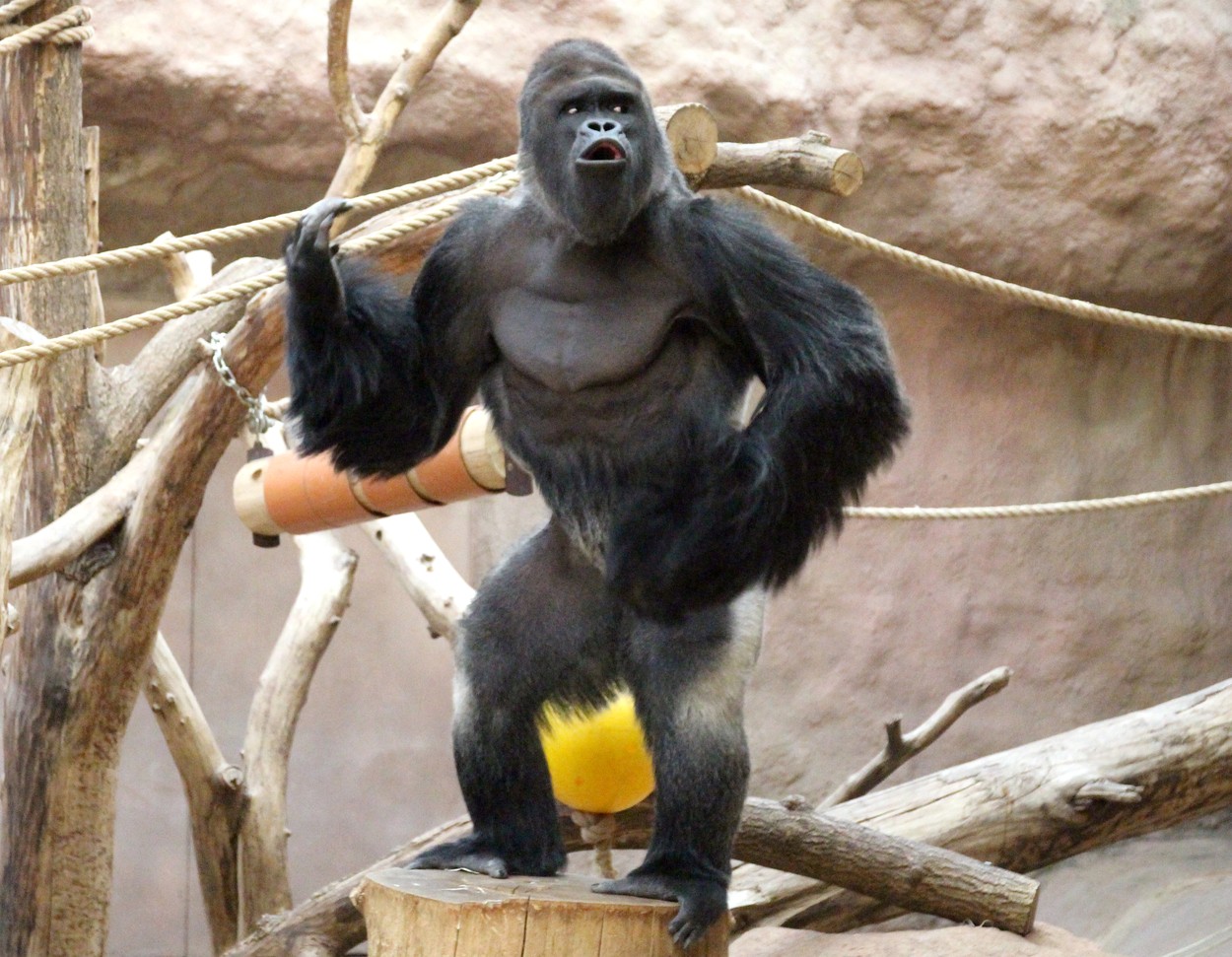 Gorilí samec Richard