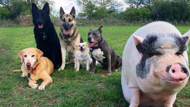 Žiju se psy, tak jsem jedním z nich, řeklo si prasátko