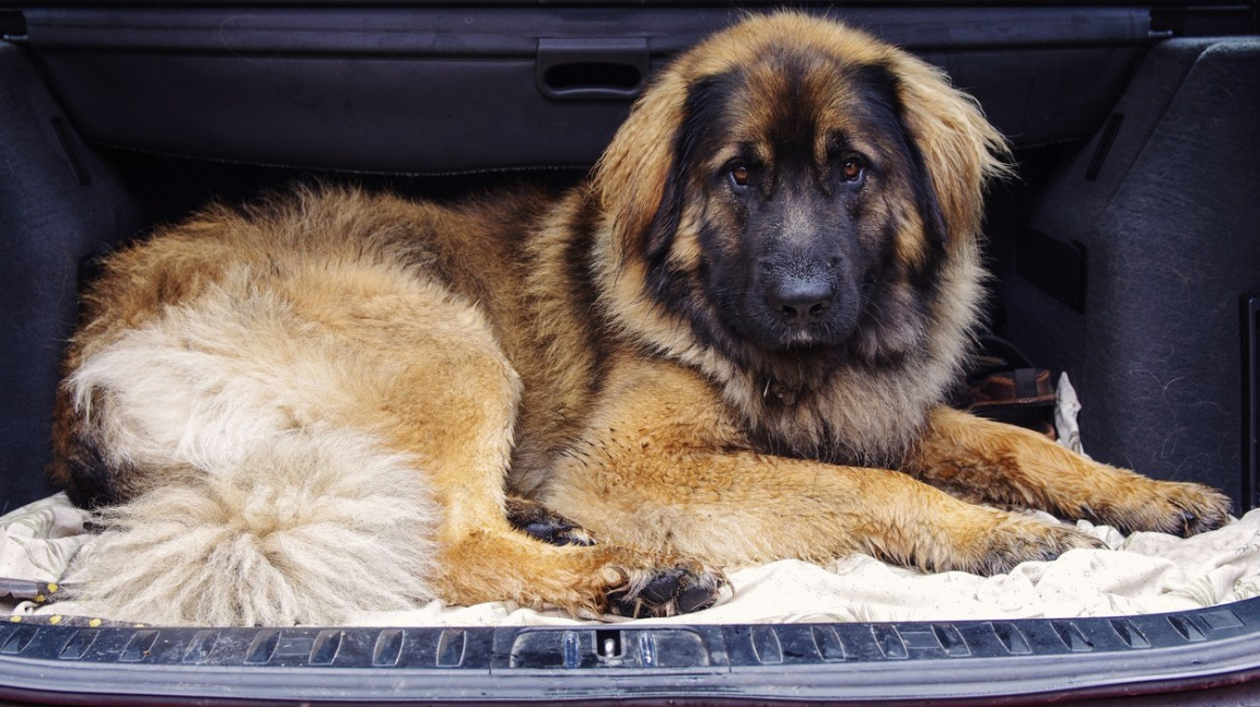 Leonberger Pratelsky Kolos Idealni Do Rodiny Moulik Cz