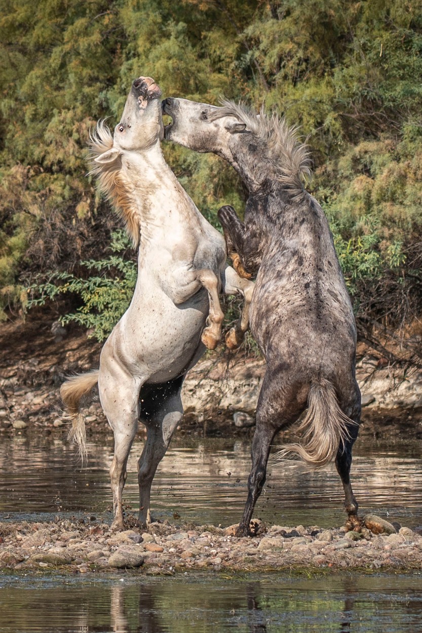 Zápas divokých koní