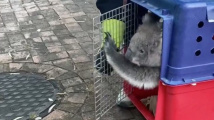 Vánoční koala