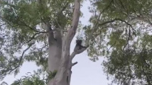 Vánoční koala