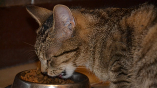 Jak na kočičí hltání?