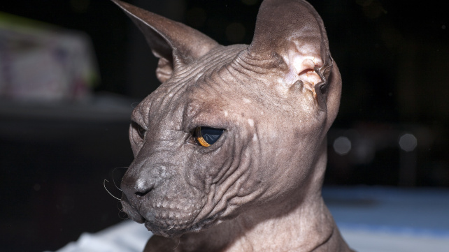 Donský sphynx - přítulná dáma, co se nebojí ukázat kůži