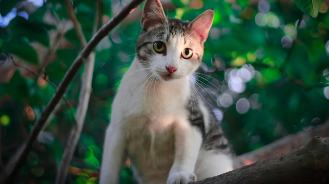 Kotě: Vývoj od tří do šesti měsíců a kočičí puberta