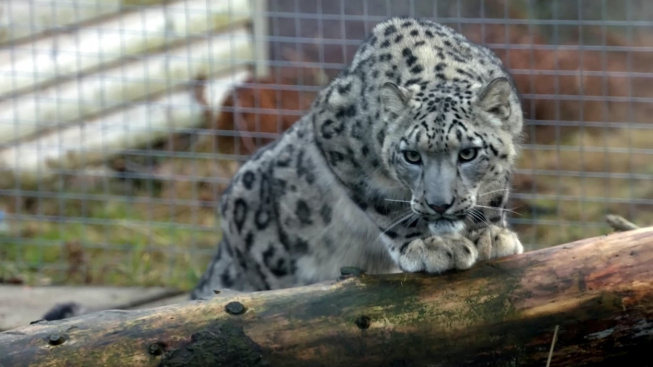 Koronavirus v americké zoo: Nakazil se sněžný levhart