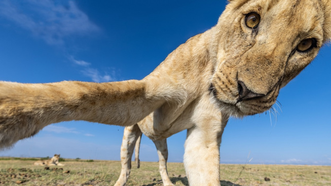 Když fotí selfie lvice, lidské celebrity zelenají závistí