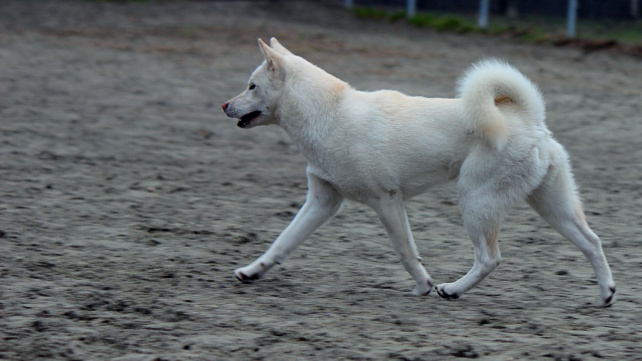 Kishu-inu: Japonská 'přírodní památka' a slavný Goro, bílý pes