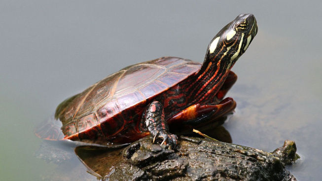 Želva ozdobná - elegantní nástupce želvy nádherné