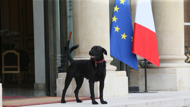 Adoptujte, ale myslete u toho, hlásá Macronův pes