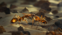 Jak mravenci pijí