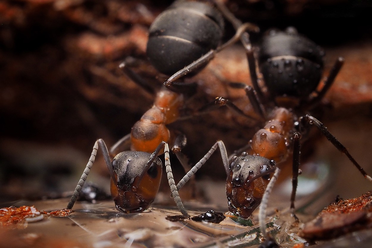 Jak mravenci pijí