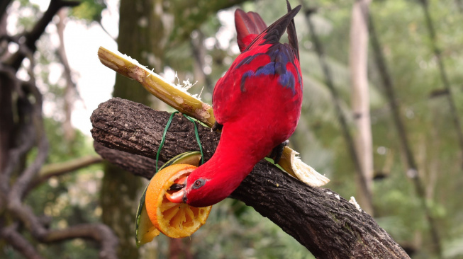 Jakým krmením podpořit imunitu papoušků