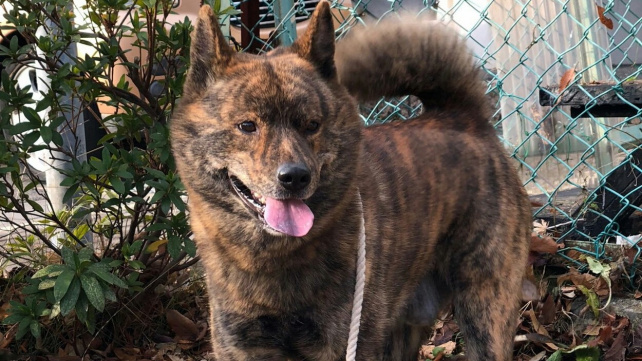 Kai ken - vzácný tygří pes je skrytý japonský poklad