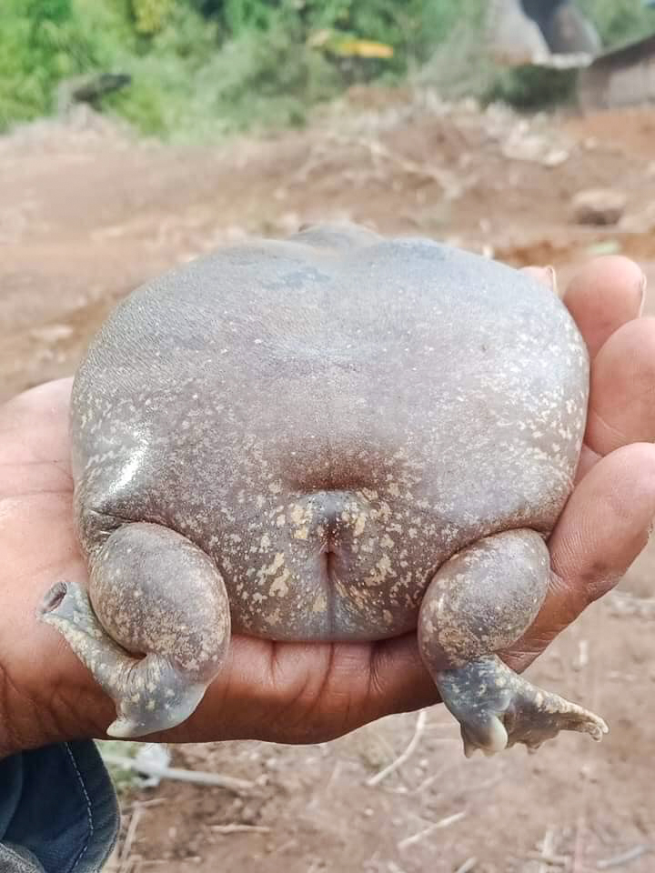 Žába, nebo želva?