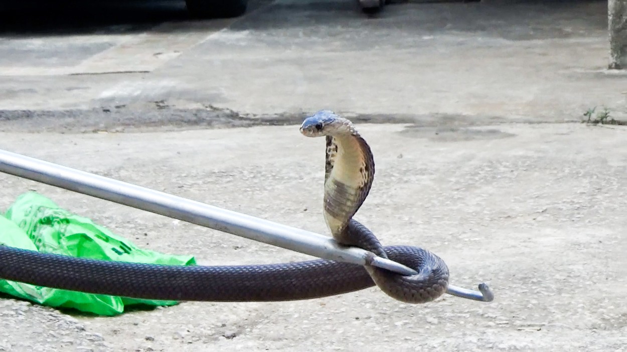 Hadí záchranář
